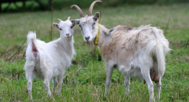 V jakém věku krýt kozu?